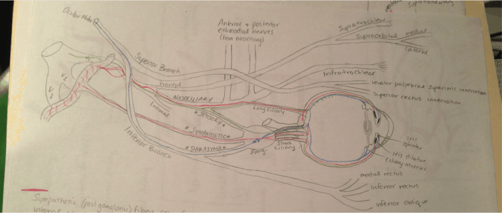 http://www.newgradoptometry.com/wp-content/uploads/2013/11/Ophthalmic-Nerve-Supply-1024x435.png