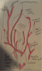 http://www.newgradoptometry.com/wp-content/uploads/2013/11/Ophthalmic-Vascular-Supply-178x300.png