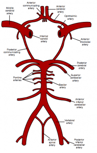 http://www.newgradoptometry.com/wp-content/uploads/2013/11/circle-of-willis-optometry-190x300.png