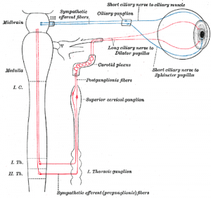 http://www.newgradoptometry.com/wp-content/uploads/2013/11/sympathetic-innervation-to-eye-300x282.png