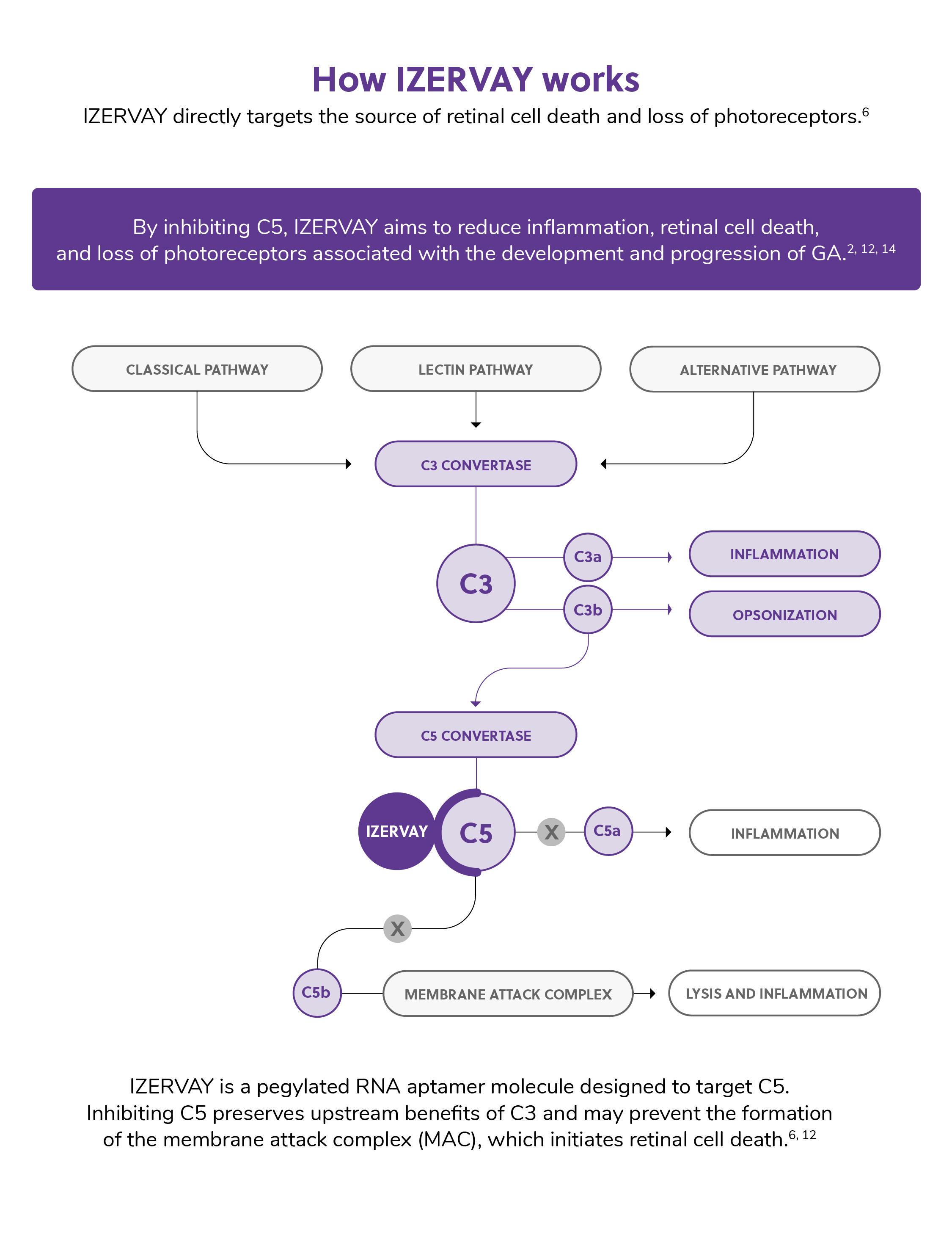 MOA of complement pathway