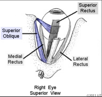 superior oblique muscles