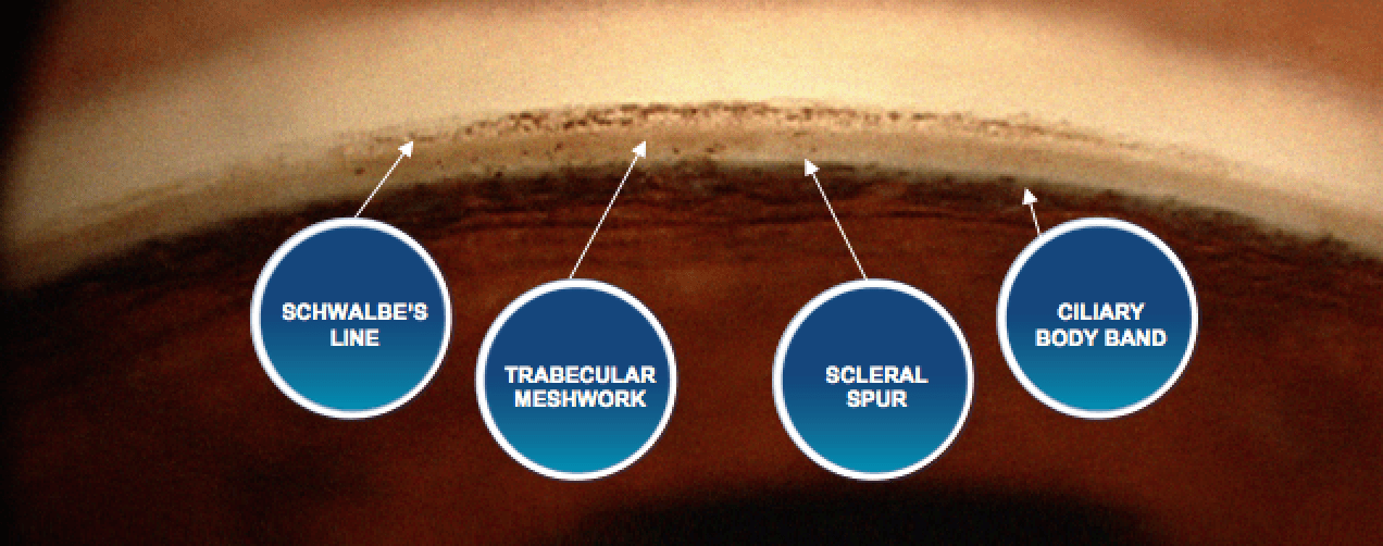 https://covalentcareers3.s3.amazonaws.com/media/original_images/Angle_Anatomy_.png