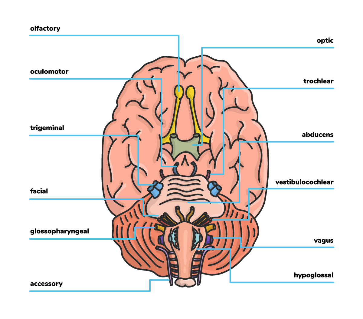 https://covalentcareers3.s3.amazonaws.com/media/original_images/Cranial-Nerves_Intext-Image_copy.png