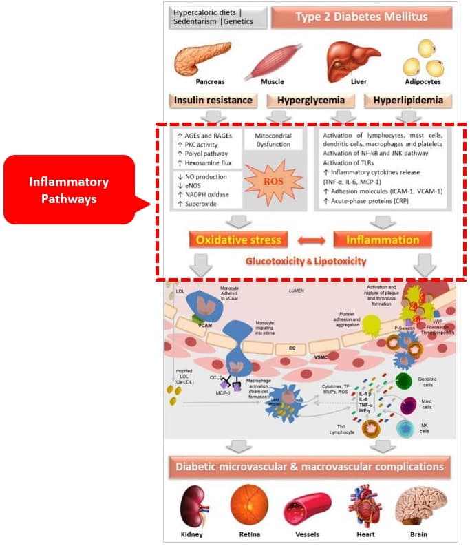 https://covalentcareers3.s3.amazonaws.com/media/original_images/Fig1-pathophysiology.jpg