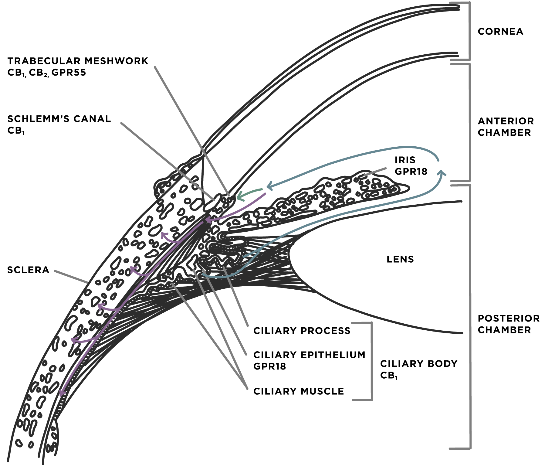 https://covalentcareers3.s3.amazonaws.com/media/original_images/Glaucoma-Treatment_Cross-Section.png