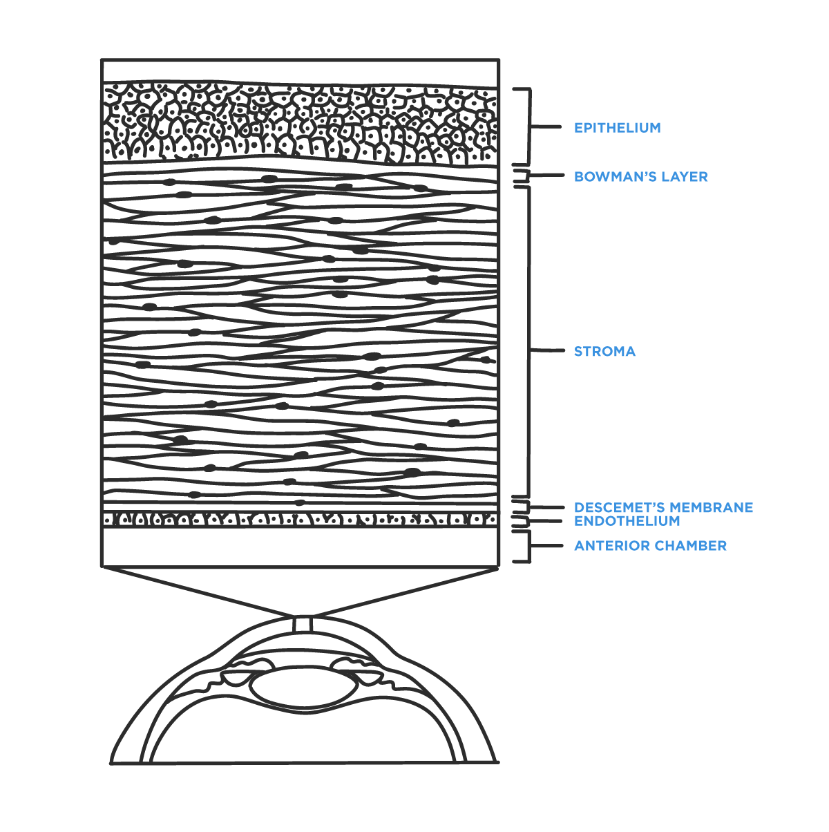 https://covalentcareers3.s3.amazonaws.com/media/original_images/The-Ophthalmology-Residents-Quick-Guide-to-Corneal-Scarring_In-Read-Image.png