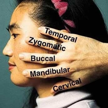 https://covalentcareers3.s3.amazonaws.com/media/original_images/facial-nerve-5-fingers_orig.jpg